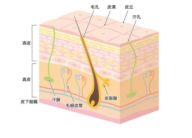 美容鍼の肌への作用